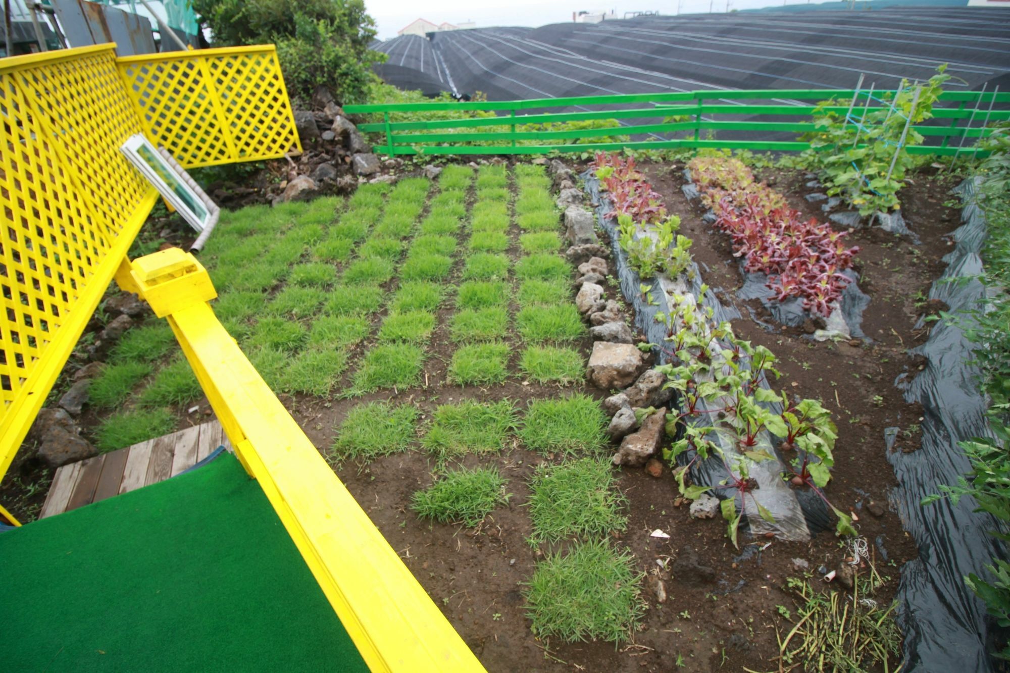 סאוגוויפו Jeju Sunflower Pension מראה חיצוני תמונה